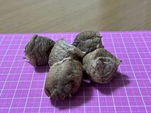 ☆オオカマキリの卵 小粒5個　天然採取　茨城県産　カマキリ☆定形外郵便全国一律120円_画像3