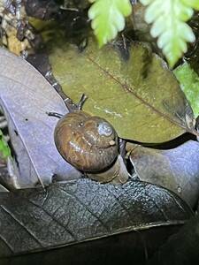 ☆ヤマタニシ8匹　天然採取　☆茨城県産　カタツムリ