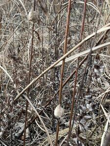 ☆オオカマキリの卵 枝付き10個　天然採取　茨城県産　カマキリ☆定形外郵便全国一律220円