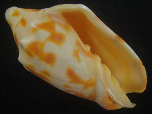 貝 標本 Special　ベニコオロギ