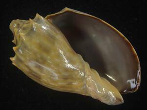 貝 標本 ウグイスミユキコオロギ　濃色　大　老成