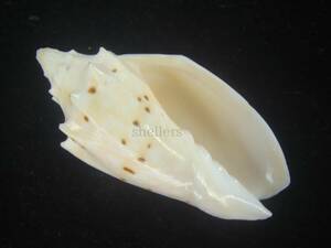 貝 標本 Special　クチベニコオロギ