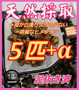 【倭めだか】 ヒメタニシ 5匹+α 天然採取 淡水 たにし コケ取り 貝 水質浄化 苔取り めだか 水槽 掃除 長生き