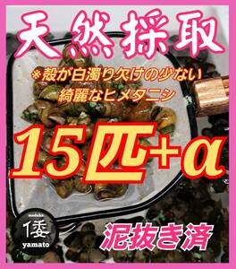 【倭めだか】 ヒメタニシ 15匹+α 天然採取 淡水 たにし コケ取り 貝 水質浄化 苔取り めだか 水槽 掃除 長生き