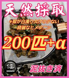 【倭めだか】 ヒメタニシ 200匹+α 天然採取 淡水 たにし コケ取り 貝 水質浄化 苔取り めだか 水槽 掃除 長生き 