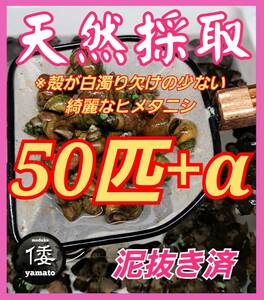 【倭めだか】 ヒメタニシ 50匹+α 天然採取 淡水 たにし コケ取り 貝 水質浄化 苔取り めだか 水槽 掃除 長生き 