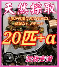 【倭めだか】 ヒメタニシ 20匹+α 天然採取 淡水 たにし コケ取り 貝 水質浄化 苔取り めだか 水槽 掃除 長生き_画像1