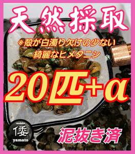 【倭めだか】 ヒメタニシ 20匹+α 天然採取 淡水 たにし コケ取り 貝 水質浄化 苔取り めだか 水槽 掃除 長生き