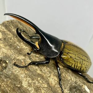 【かけまる】D.H.パスコアリ 幼虫6頭セット　ヘラクレス・パスコアリ