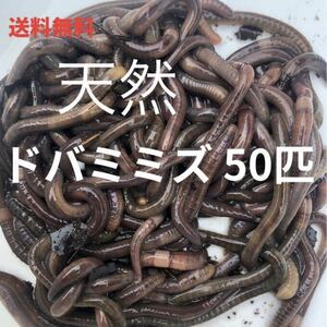 天然 ドバミミズ 50匹 6cm〜15cm前 うなぎ釣り 川釣り 生き餌 エサ　爬虫類 シマミミズ シーボルトミミズ d 