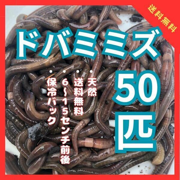 送料無料 天然 ドバミミズ 50匹 6cm〜15cm前 うなぎ釣り 川釣り 生き餌 エサ　爬虫類 シマミミズ シーボルトミミズ 