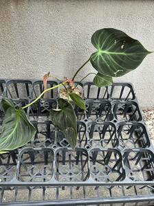 Philodendron rubrijuvenile (Philodendron luxurians) フィロデンドロン　アロイド　4