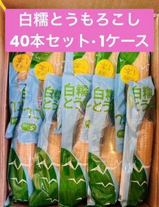 もちもち白糯玉米 白糯とうもろこし 真空パック 白玉米 黏玉米 トウモロコシ 40本（1ケース）