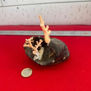 珊瑚 小物