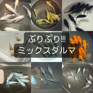 激カワミックスだるま 有精卵60個＋α サファイアヒレ長ダルマ、紅帝ヒレ長ダルマ、オロチダルマ、東天光ダルマ