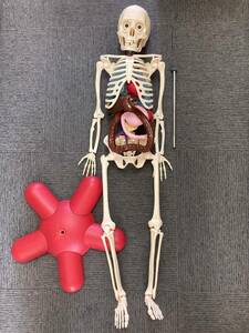 人体模型 置物 医学 模型 人体 体の構造 勉強 知育 人体模型アシェット アーサーくんが教える 体の不思議 
