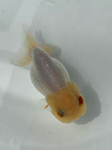 *@* Uno group golgfish platinum white 3 -years old approximately 9 centimeter female 