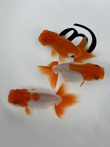 *@* Uno group golgfish surface .. etc. 2 -years old 3 pcs set ①