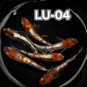 LU-04めだかの有精卵15個+@(三色ラメ体外光、静楽庵血統、他にも多数出品あり！まとめて購入で＋@増量！)