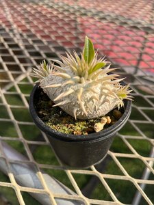 パキポディウム エニグマチカム【10】 Pachypodium enigmaticum 実生 塊根 コーデックス 多肉植物●国分グリーンファーム