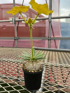 パキポディウム エニグマチカム【17】 Pachypodium enigmaticum 実生 塊根 コーデックス 多肉植物●国分グリーンファーム