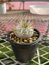 パキポディウム エニグマチカム【9】 Pachypodium enigmaticum 実生 塊根 コーデックス 多肉植物●国分グリーンファーム_画像1