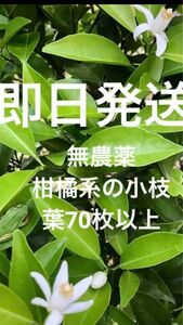 無農薬　アゲハ蝶のエサ　柑橘系の枝　新葉　若葉多め　葉70枚以上　即日発送　