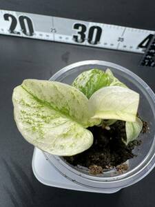 R2 モンステラ デリシオーサ ホワイトモンスター Monstera deliciosa White Monster 組織培養苗 順化済