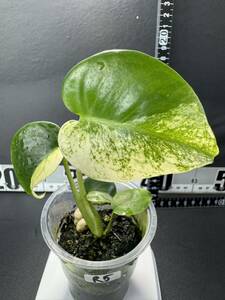 R5 モンステラ デリシオーサ ホワイトモンスター Monstera deliciosa White Monster 組織培養苗 順化済