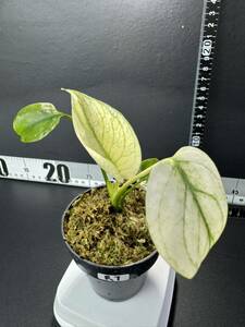 R7 モンステラ デリシオーサ ホワイトモンスター Monstera deliciosa White Monster 組織培養苗 順化済