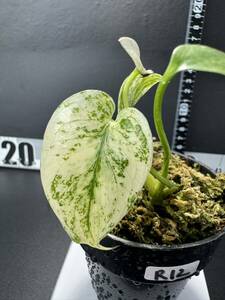 R12 モンステラ デリシオーサ ホワイトモンスター Monstera deliciosa White Monster 組織培養苗 順化済