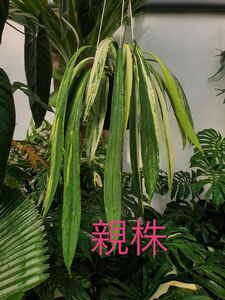 W4 アンスリウム ビッタリフォリウム 斑入りAnthurium Vittarifolium Variegated 組織培養苗 順化済