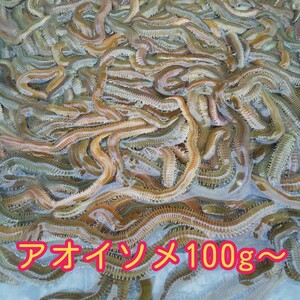  fresh [ AOI some]100 gram 1 unit 900 gram till one mouth shipping fishing feed throwing fishing blue isome