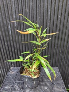 [ black chik]1 pot bamboo black bamboo . leaf 