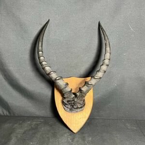  Africa gazeru Impala angle wall ornament ornament objet d'art interior 