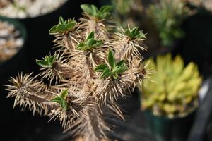 ユーフォルビア ギラウミニアナ　実生　検／多肉植物 コーデックス　塊根植物 