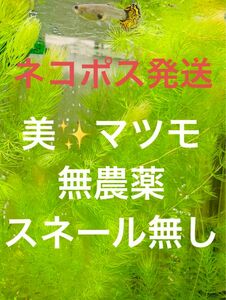 マツモ　10本（補償＋5本）計15本　無農薬　スネール無し　ビオトープにも。リシアのオマケ付き