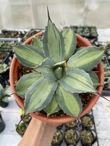  free shipping! succulent plant agave Paris - horn changer sis1
