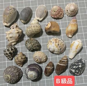 no.89 貝殻 巻貝 ヤドカリ