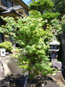 和モダンなお庭に　コハウチワカエデ　高さ約1.5ｍ　株立ち 　ボリューム株　5/14撮影