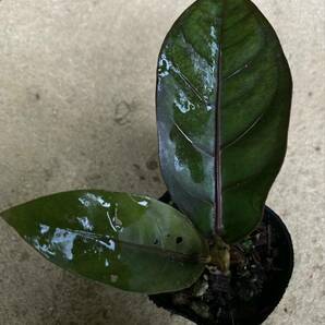 実生の黒葉系統 アンスリウム フーケリー 5株セット Anthurium 'hookeri' black Sの画像3