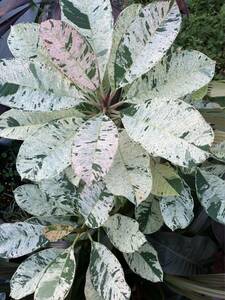 プルメリア ヘリコニア 斑入り 2種セット Plumeria 'Maya' Heliconia 'psittacorum' variegated