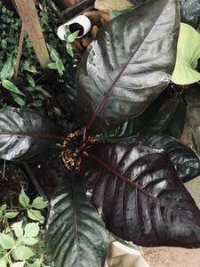 アンスリウム ブラックドラゴン Anthurium 'black dragon'