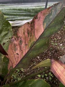 実生の黒葉系統アンスリウム 斑入り フーケリー 2株セット Anthurium 'hookeri' black variegated