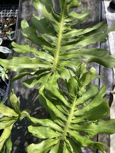 強烈ミューテーションのモンステラ デリシオーサ Monstera deliciosa 'wrinkly'