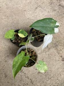 斑入りのアロカシアガゲアナ オドラとコロカシア 3株セット Alocasia gageana odora variegata、Colocasia esculenta variegata