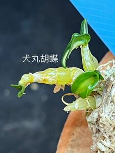  длина сырой орхидея Dendrobium moniliforme # собака круг . бабочка #