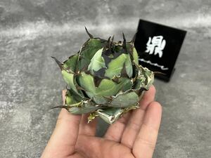  первоклассный прекрасный АО!![kanae] специальный отбор агава [ черный and голубой ]BBchitanota суккулентное растение чуть более . compact 