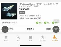 【上州・貴めだか 】極上 エメキン 有精卵14個＋補償14個＋α マリアージュキッシングワイドフィンエメラルドフィン ※インスタ兄弟親掲載_画像4