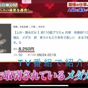 【上州・貴めだか】極上 『ミッドナイトフリル ラメ』 有精卵15個＋補償分15個＋αの画像3